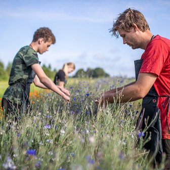 Blauwe Korenbloem plukken in de velden van Het Blauwe Huis in Ruinerwold