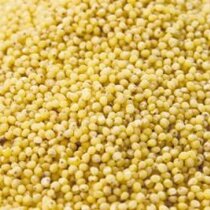 Gierst 25 kilo Grootverpakking  (biologisch)